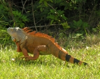 Iguana-023-200x157