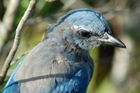 Scrub-Jay