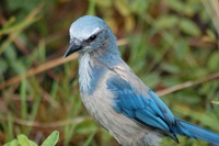 Scrub-Jay