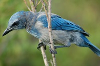 Scrub-Jay